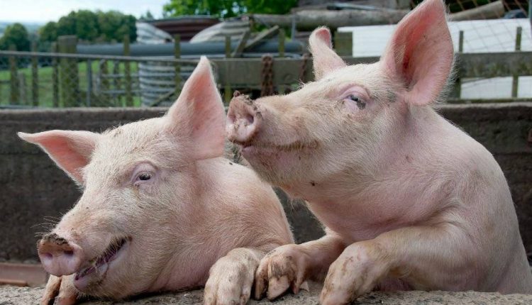 Бывший и нынешний нардепы не поделили 54 тысячи свиней