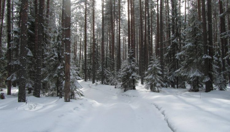 Родственника бывшего вице-премьера лишили 19 гектаров леса под Киевом