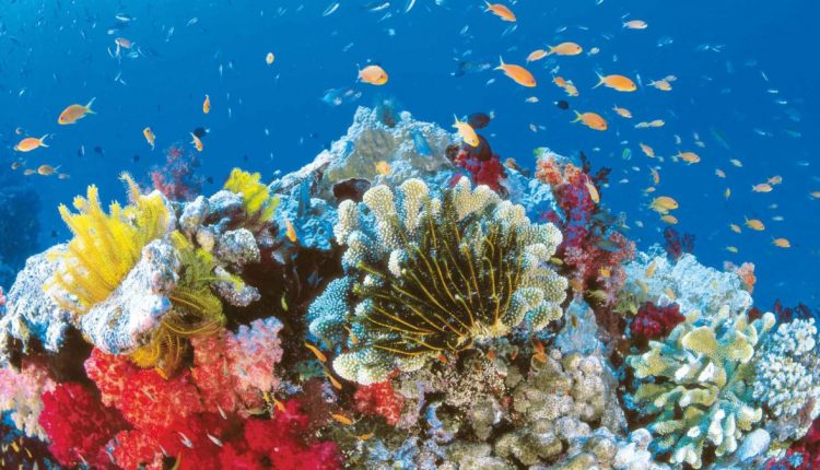 Австралия выделит полмиллиарда долларов на защиту Большого барьерного рифа