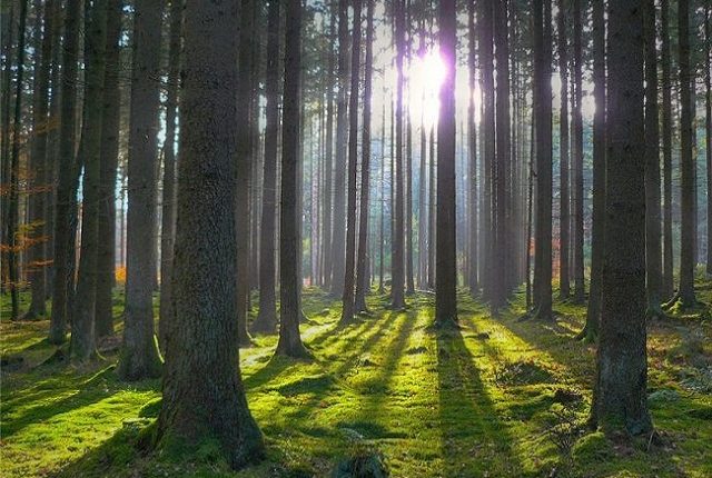 На Киевщине в госсобственность вернули 34 гектара леса