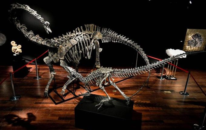 В Париже на аукционе продали два скелета динозавров за $2 млн
