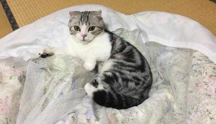 В Японии открылся отель, где можно арендовать кота на час