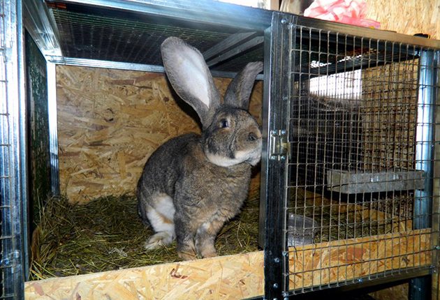 У женщины украли 65 тысяч, которые она прятала в клетке кролика