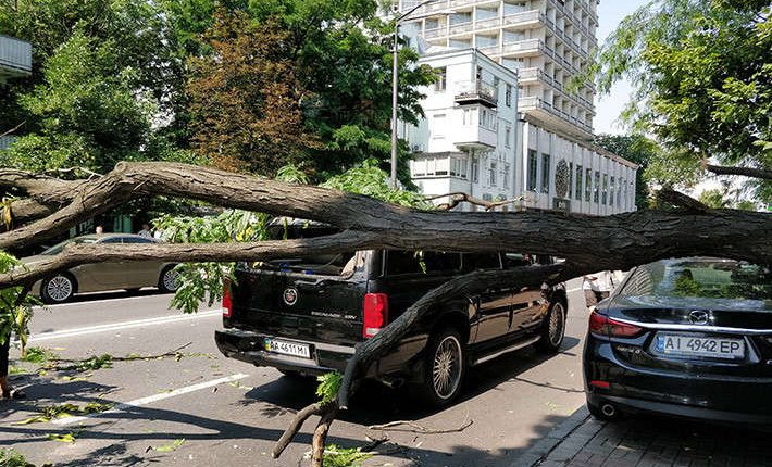 Возле парламента упавшее дерево повредило элитные автомобили