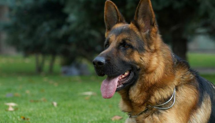 Колумбийская мафия предлагает $70 тысяч за голову полицейского пса