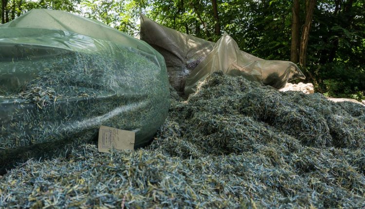В лесопосадке нашли мешки с миллионами гривен