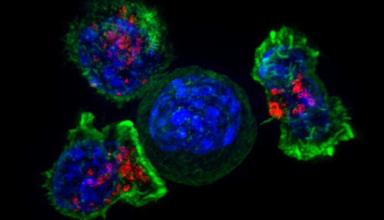 Ученые создали вещество, усыпляющее раковые клетки