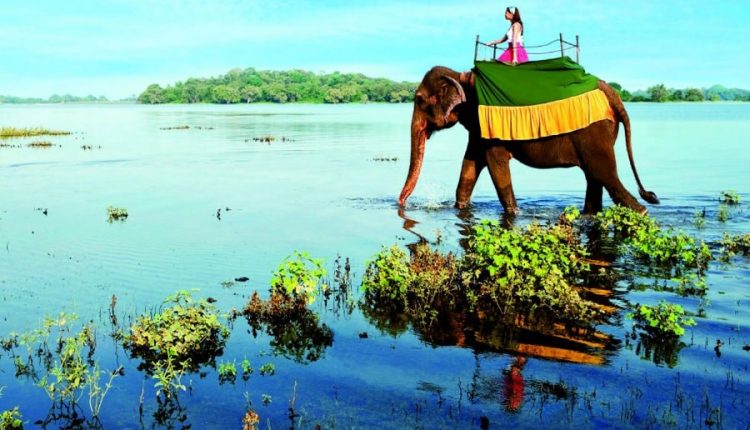 На Шри-Ланке запретили жертвоприношения животных и птиц