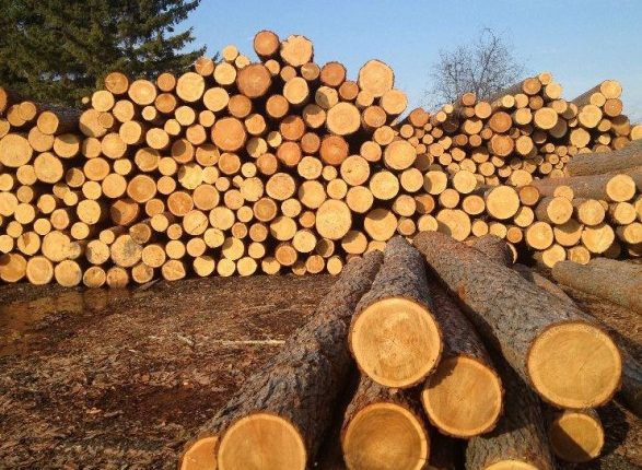 Верховная Рада отменила мораторий на экспорт лесоматериалов