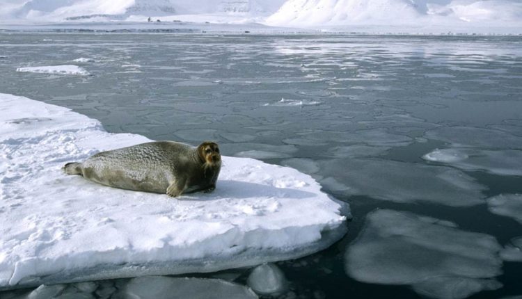 В Северном Ледовитом океане ввели на 16 лет запрет на промышленный вылов рыбы