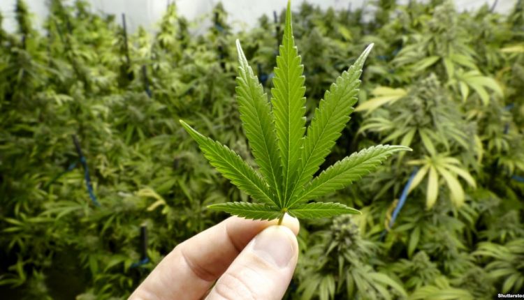 В Канаде в первый день легализации продали марихуаны на миллионы долларов
