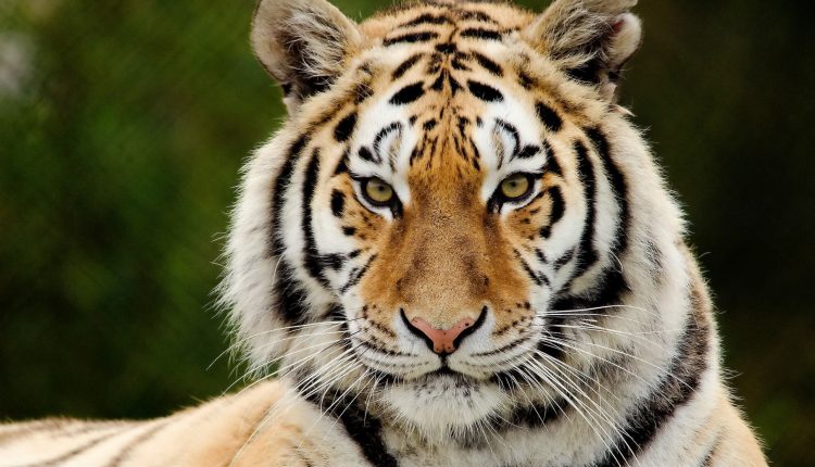 В Украине тигров продают за 110 тысяч гривен