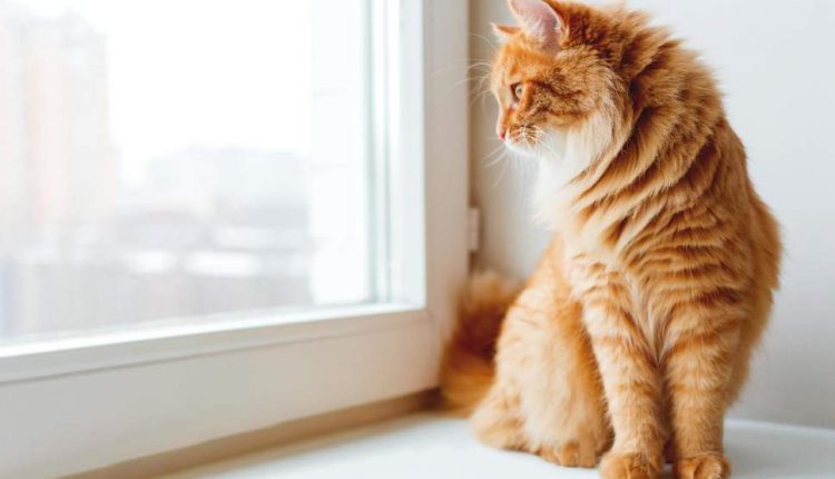 В США мужчина арендовал для кошек квартиру за $1,5 тысячи