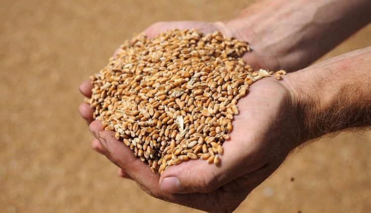 На предприятиях Госрезерва украдено более 150 тысяч тонн зерна